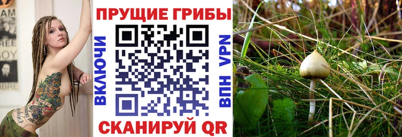 продажа наркотиков  Зеленогорск  Галлюциногенные грибы Psilocybine cubensis 