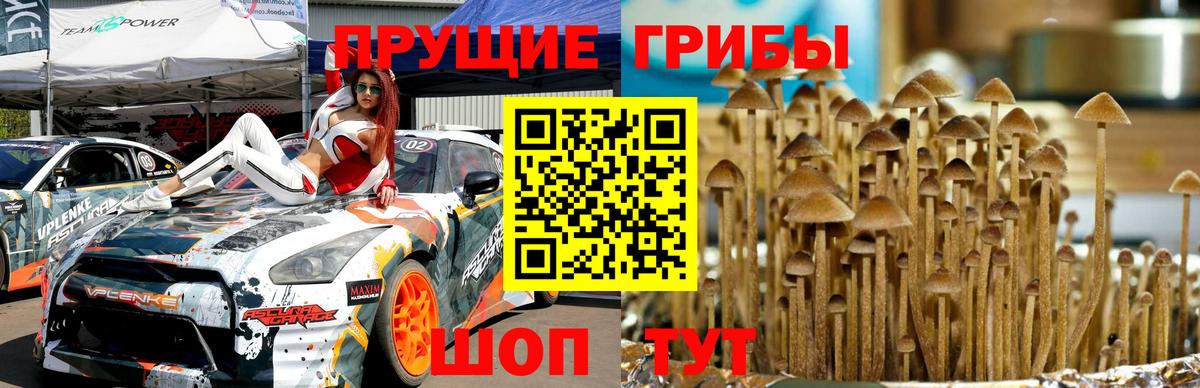 Галлюциногенные грибы GOLDEN TEACHER Зеленогорск